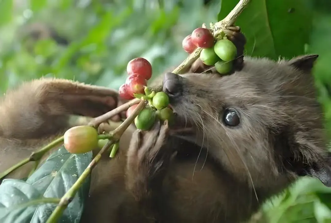 The Origins and Flavor Profile of Indonesian Civet Coffee | Recommended Alternatives to Mandheling