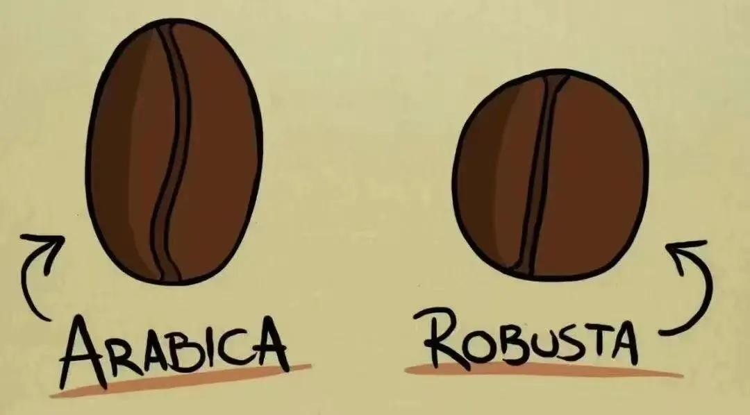 A Comprehensive Guide to Coffee Bean Varieties: How to Choose Between Arabica, Robusta, and Specialty Beans?