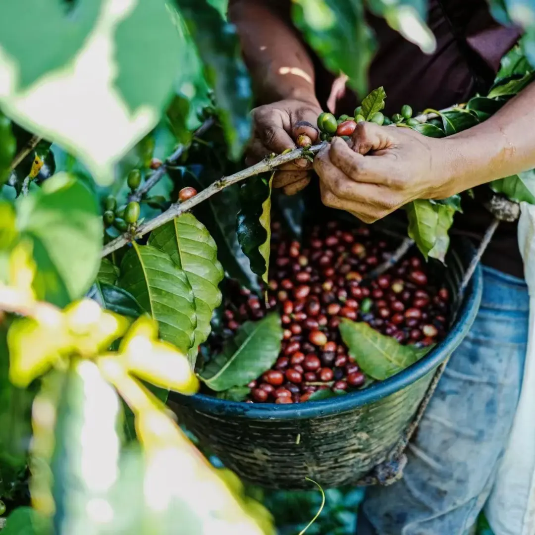 In-depth Analysis of Ethiopian Yirgacheffe Bensa Region Coffee: 74 Series Varieties and Perfume-Level Flavor Guide