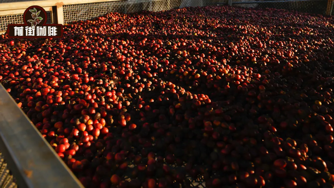 Costa Rica Micro-Lot Coffee Test: Flavor Analysis of the Mozart Variety and the Difference Between Air and Sea Freight