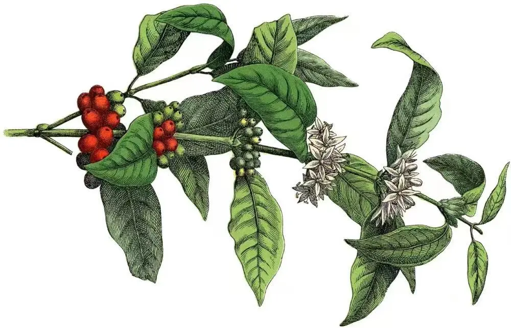 The Origins of Typica Coffee Beans and the Flavor Secrets of Jamaican Blue Mountain | A Guide to Coffee Variety Tracing