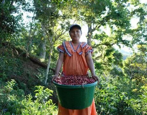 Detailed Guide to La Esmeralda Geisha Grading: Flavor Differences Between Red, Green, and Blue Tags & Buying Tips