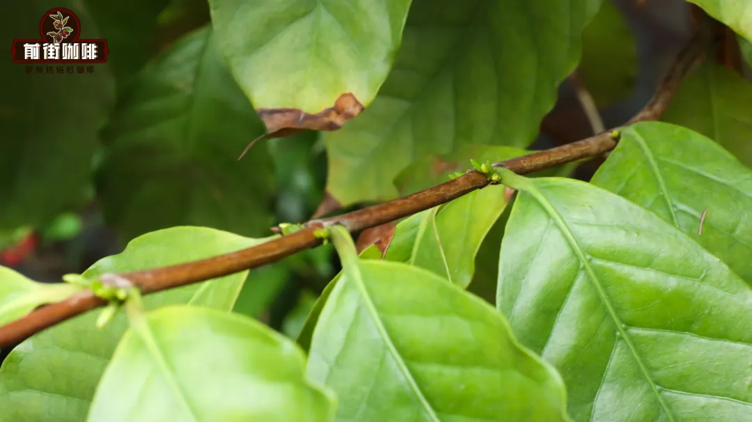 Why is Panamanian Emerald Geisha so expensive? An in-depth analysis of its flavor profile and selection tips