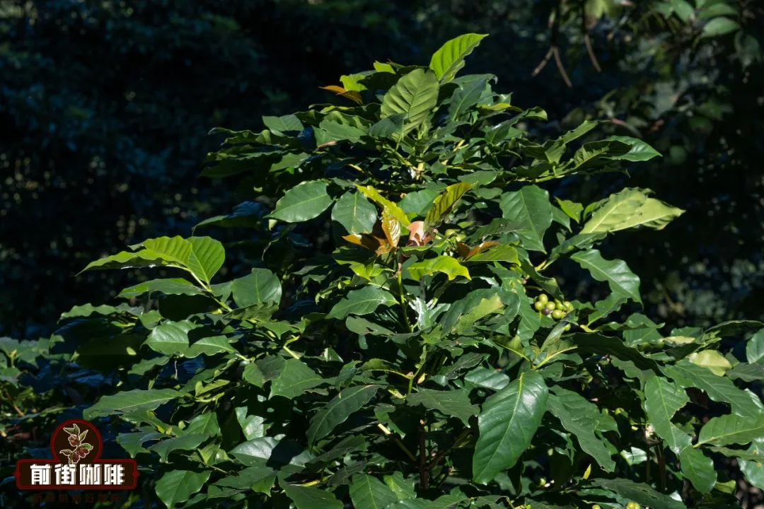 The Origins of Typica Coffee Beans and the Flavor Secrets of Jamaican Blue Mountain | A Guide to Coffee Variety Tracing