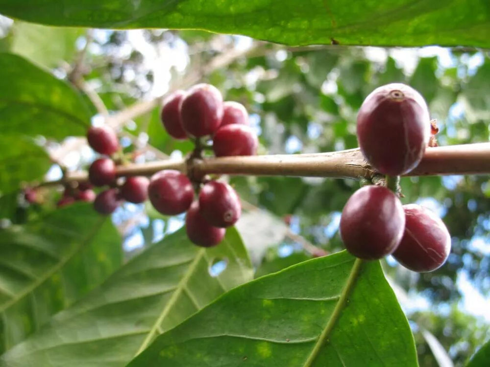 Detailed Guide to La Esmeralda Geisha Grading: Flavor Differences Between Red, Green, and Blue Tags & Buying Tips
