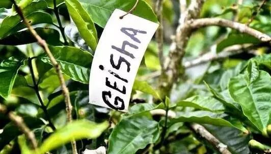 Detailed Guide to La Esmeralda Geisha Grading: Flavor Differences Between Red, Green, and Blue Tags & Buying Tips
