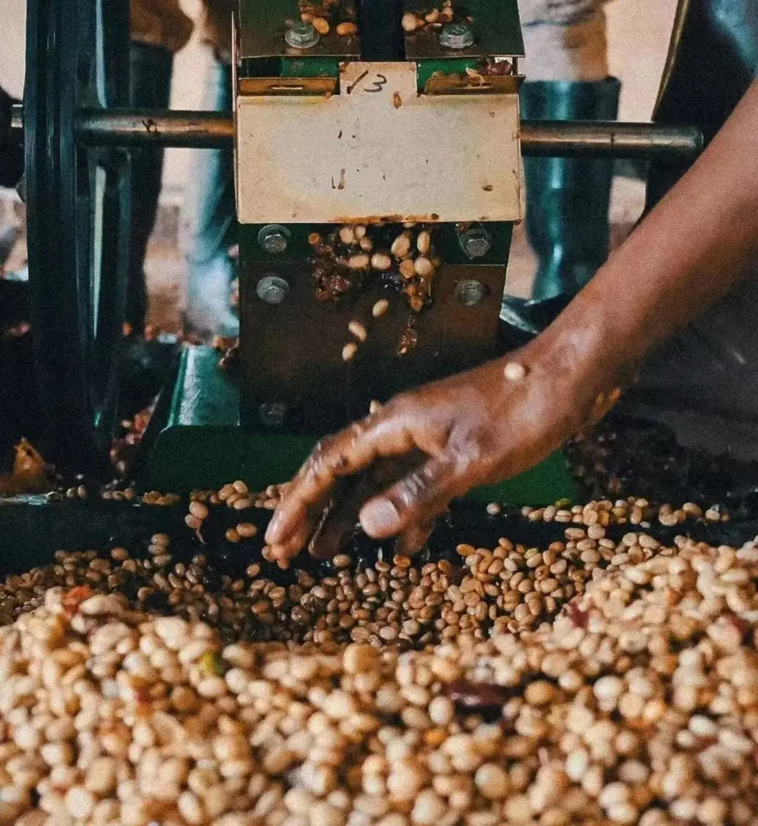 A Comprehensive Guide to Three Washed Coffee Processing Methods: Flavor Identification from Kenya K72 to Dry Fermentation
