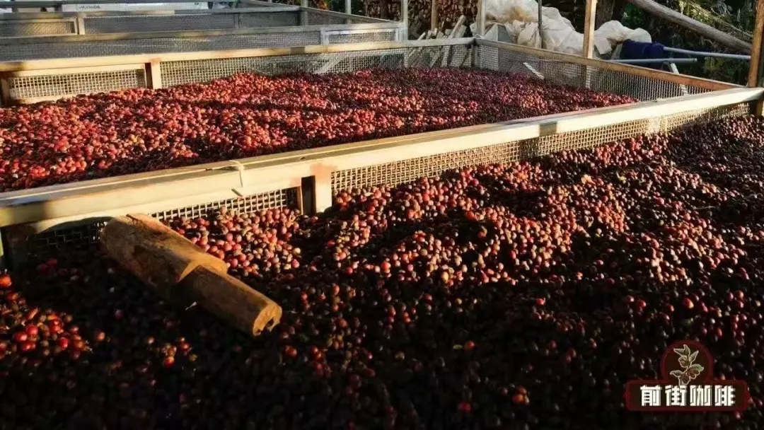 A Comprehensive Guide to Natural, Honey, and Pulped Natural Processing | Exploring Coffee Flavors and Processing Steps