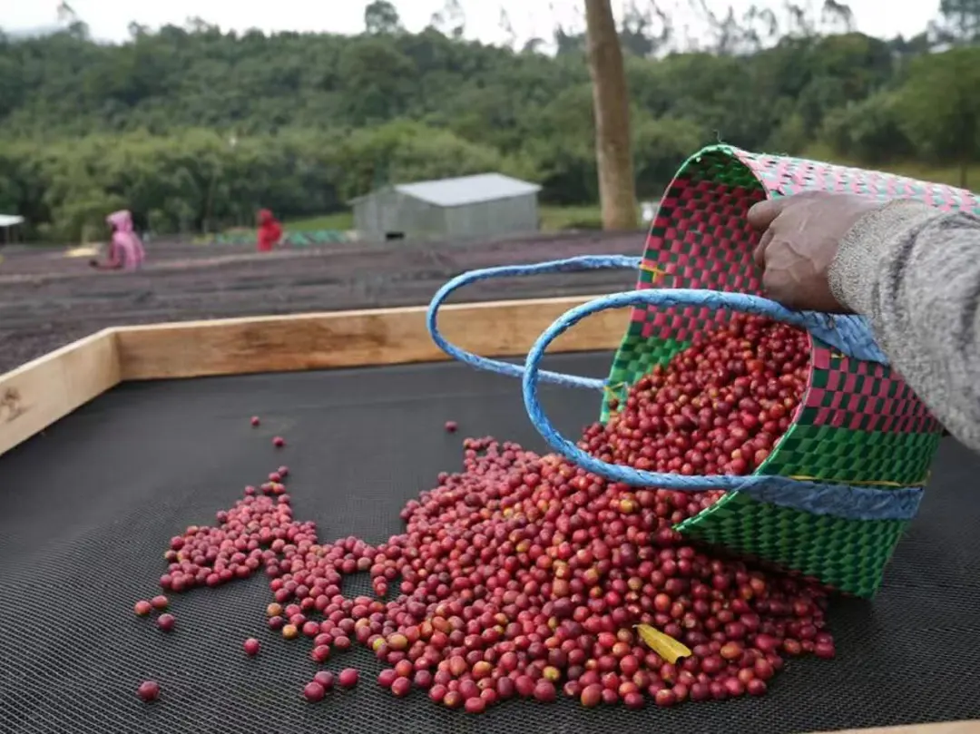 A Comprehensive Guide to Three Washed Coffee Processing Methods: Flavor Identification from Kenya K72 to Dry Fermentation