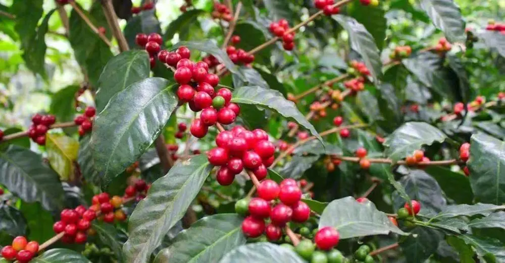 Jade Mountain Estate Diamond Mountain vs Geisha: Variety Differences, Flavor Profiles, and Brewing Recommendations