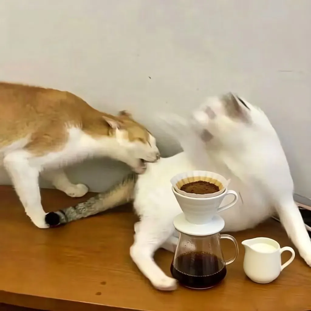 How to drink pour over coffee with milk? A guide to high-concentration extraction parameters and flavor balancing