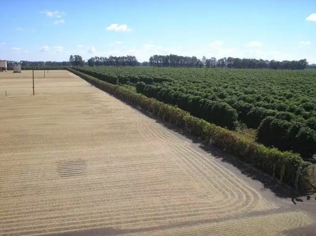 Why doesn't Brazilian coffee have NY1? In-depth analysis of the Cerrado region's grading and flavor profile