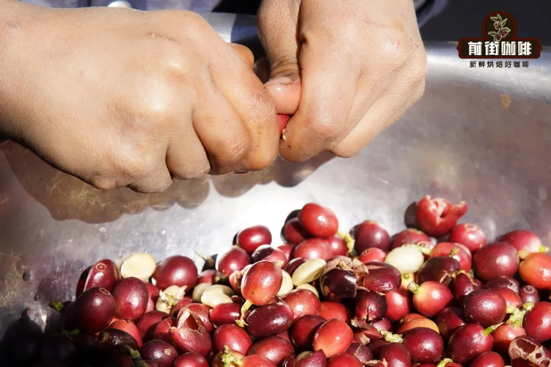 A Comprehensive Guide to Three Washed Coffee Processing Methods: Flavor Identification from Kenya K72 to Dry Fermentation