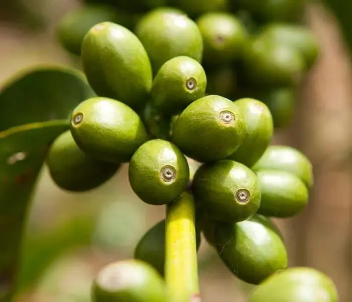 Complete Guide to the Five Product Lines of Ethiopia Gesha Village: How to Choose Between Auction Grade, Gold, Red, Green, and Chaka?