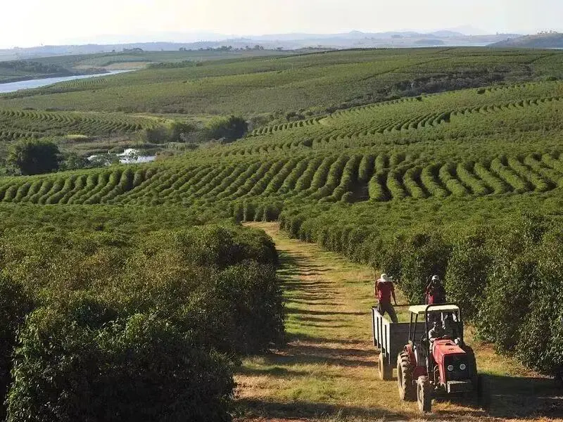 Why doesn't Brazilian coffee have NY1? In-depth analysis of the Cerrado region's grading and flavor profile