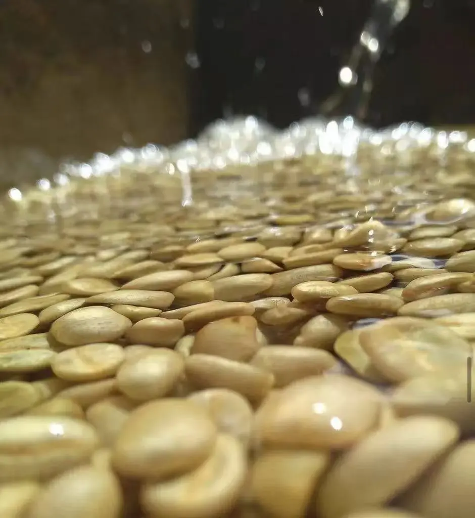 A Comprehensive Guide to Three Washed Coffee Processing Methods: Flavor Identification from Kenya K72 to Dry Fermentation
