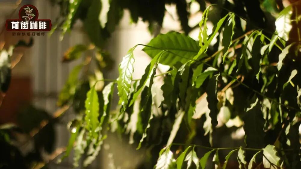 Flavor Profiles of Coffee Regions Across Three Continents | Characteristics of African, Latin American, and Asian Bean Varieties and Pour Over Recommendations
