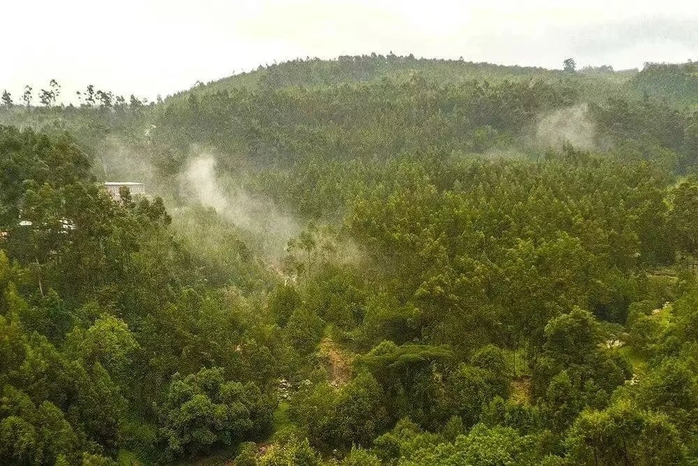 Analysis of Ethiopian Yirgacheffe Forest Coffee Beans: Is the Geisha Flavor a Misconception? Full Disclosure of Pour Over Parameters and True Taste