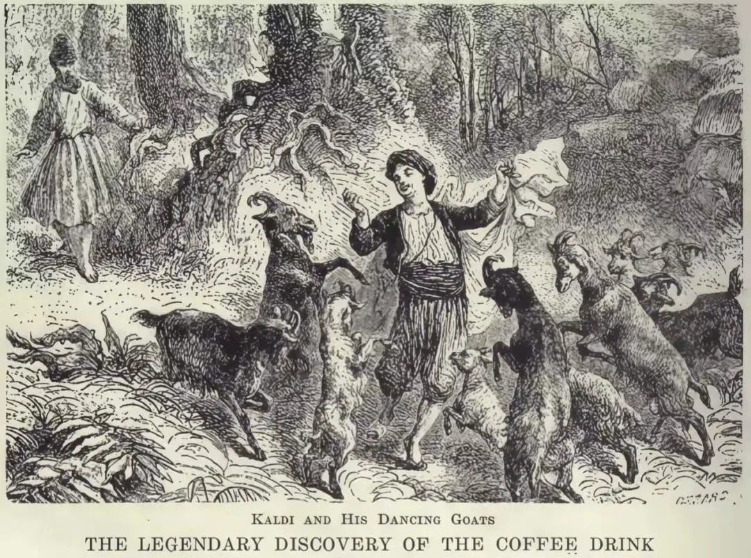 Analysis of Ethiopian Yirgacheffe Forest Coffee Beans: Is the Geisha Flavor a Misconception? Full Disclosure of Pour Over Parameters and True Taste