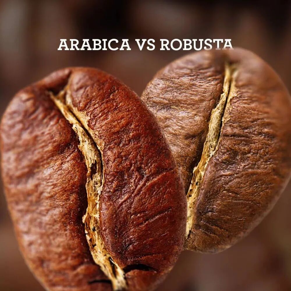 The Science Behind Decaf Coffee & Flavor Profile | Bedtime Q&A: Specialty Grade? Safe?
