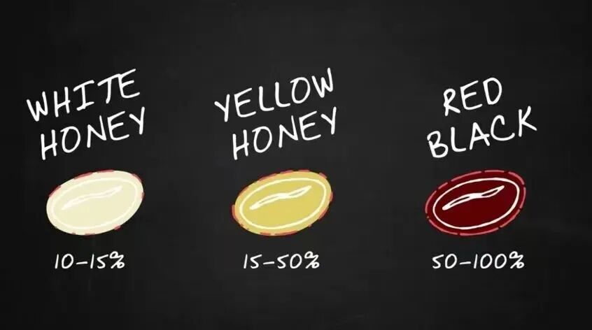 Recommended Honey-Processed Coffee Beans from Costa Rica | Analysis of Red Honey, Yellow Honey, and Black Honey Differences and Flavor Guide