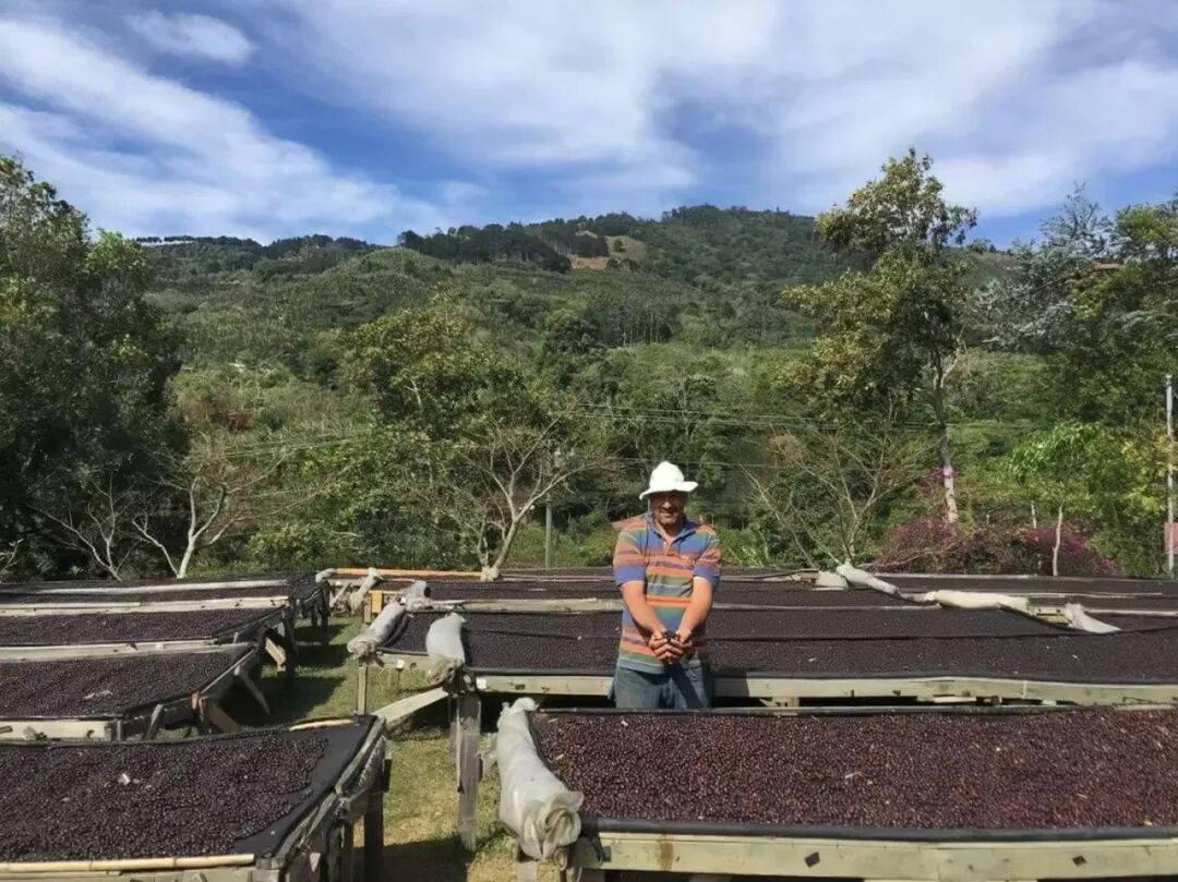 Recommended Honey-Processed Coffee Beans from Costa Rica | Analysis of Red Honey, Yellow Honey, and Black Honey Differences and Flavor Guide
