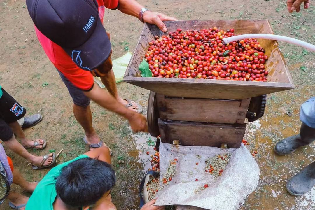 A Comprehensive Guide to Indonesian Mandheling Coffee: Flavor Profiles and Differences of the Four Classic Varieties