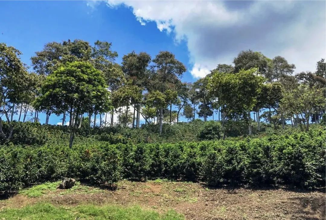 A Comprehensive Guide to Colombia's Specialty Coffee Regions | The Meaning of MAM Labeling and the Flavor Profile of Huila Washed Beans