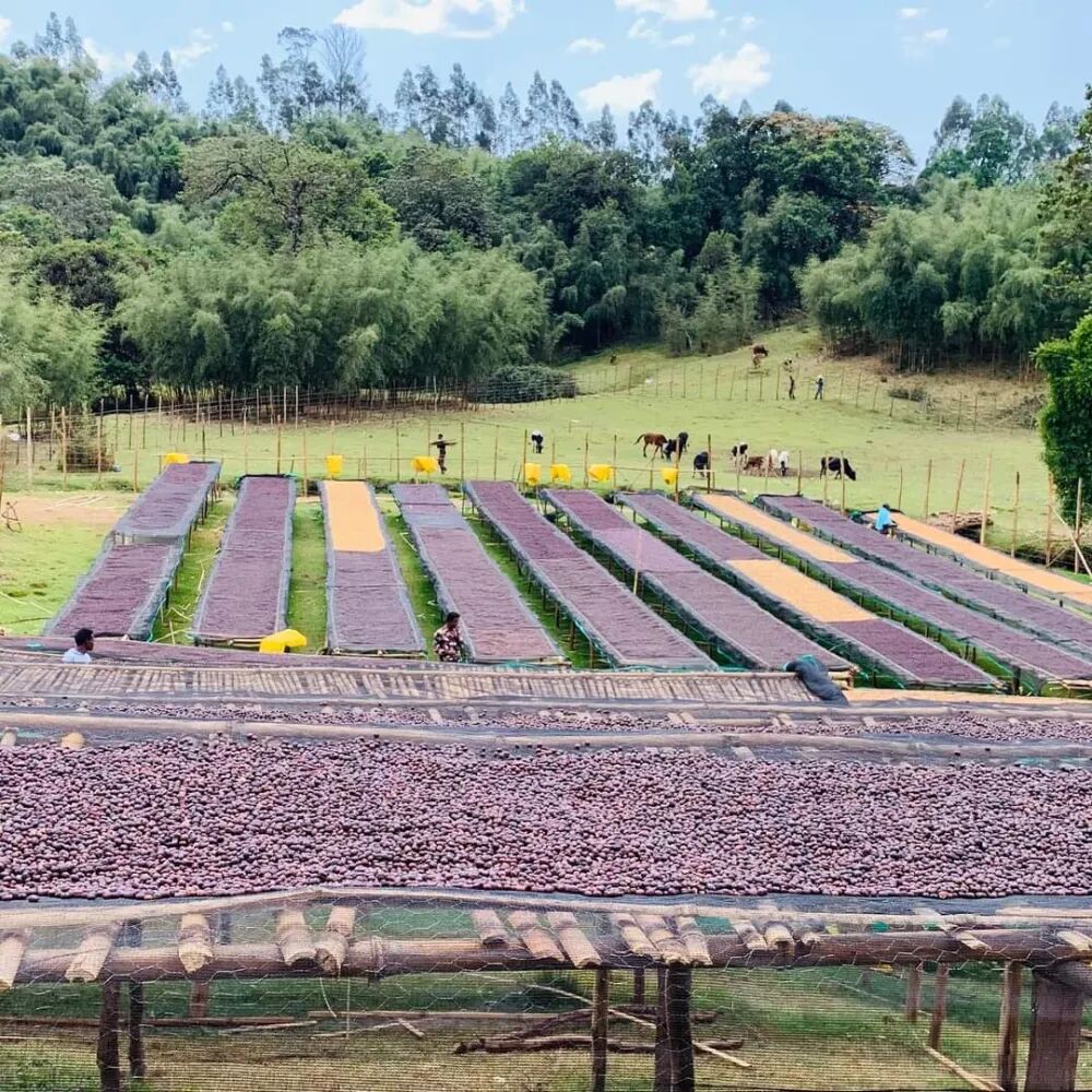 Are Geisha and Gesha the same variety? A complete guide to Yirgacheffe vs Geisha coffee and brewing tips
