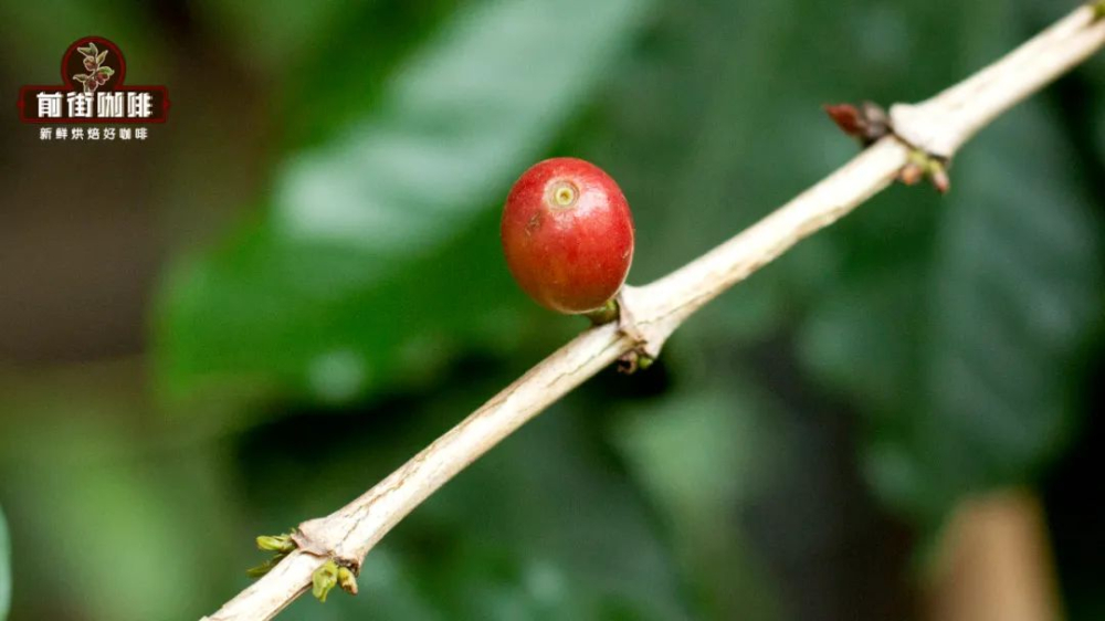 How to choose pour over coffee beans? Fruit-forward single-origin bean recommendations and flavor profiles