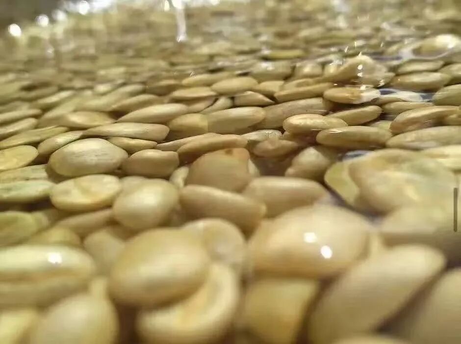 How to Choose Kenyan Coffee Beans? A Complete Guide to Their Unique Flavor Profile and Pour Over Parameters