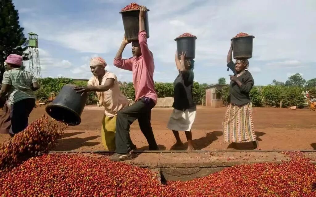 How to Choose Kenyan Coffee Beans? A Complete Guide to Their Unique Flavor Profile and Pour Over Parameters