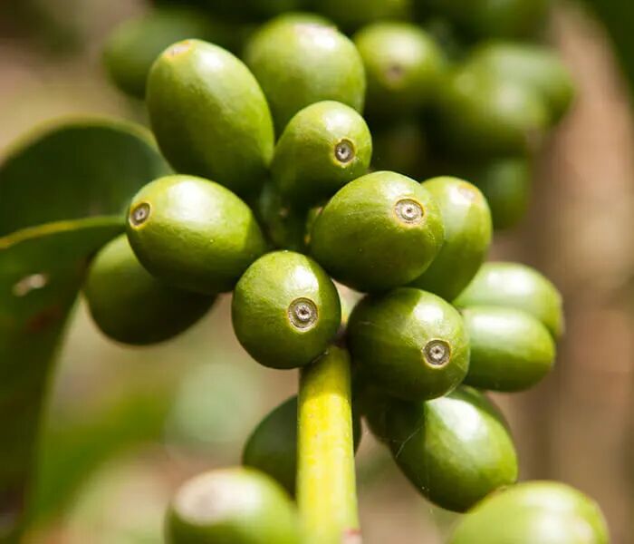 A Comprehensive Guide to Geisha Coffee: From Variety Origins to Regional Flavor Profiles and Brewing Recommendations