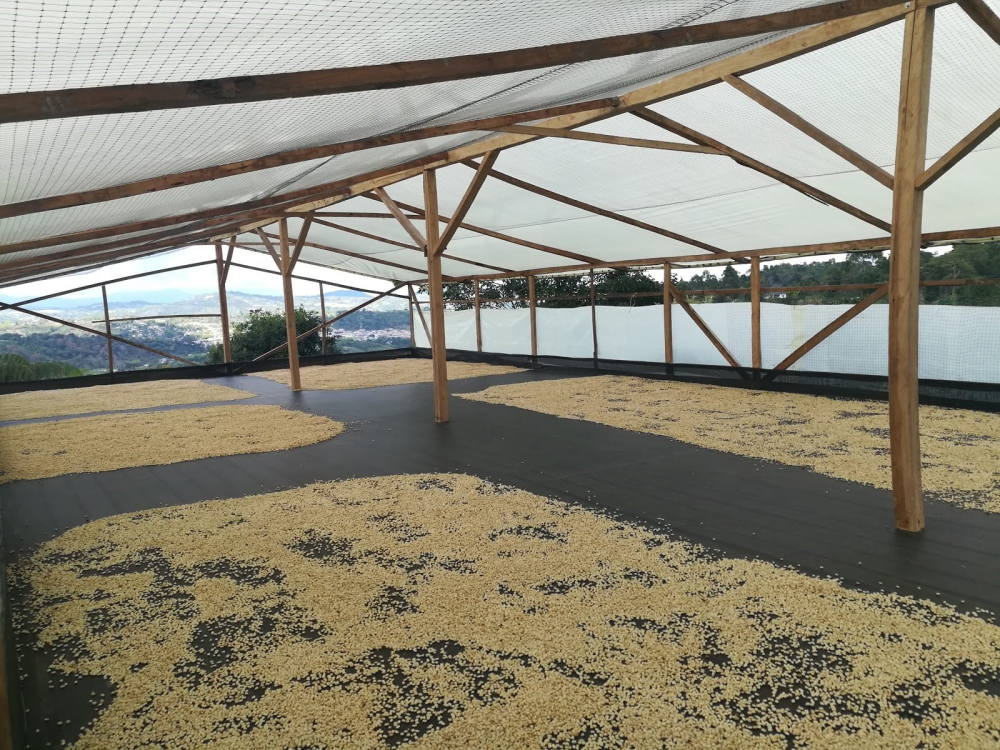 Indonesian Mandheling vs Colombian Coffee Beans: A Comprehensive Analysis of Flavor Differences and Brewing Recommendations