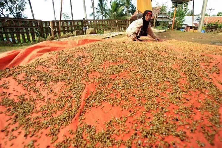 Indonesian Mandheling vs Colombian Coffee Beans: A Comprehensive Analysis of Flavor Differences and Brewing Recommendations