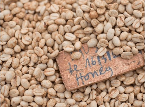 Analysis of the Differences Between Wet-Hulled, Honey, and Natural Processing Methods | A Comprehensive Guide to Coffee Processing Techniques and Flavor Profiles