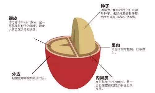 Analysis of the Differences Between Wet-Hulled, Honey, and Natural Processing Methods | A Comprehensive Guide to Coffee Processing Techniques and Flavor Profiles