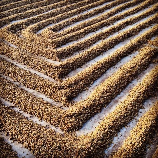 Analysis of the Differences Between Wet-Hulling, Honey Process, and Natural Drying | Complete Guide to Coffee Processing Methods and Flavor Comparisons