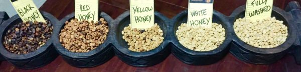 Analysis of the Differences Between Wet-Hulling, Honey Process, and Natural Drying | Complete Guide to Coffee Processing Methods and Flavor Comparisons
