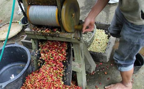 Analysis of the Differences Between Wet-Hulled, Honey, and Natural Processing Methods | A Comprehensive Guide to Coffee Processing Techniques and Flavor Profiles
