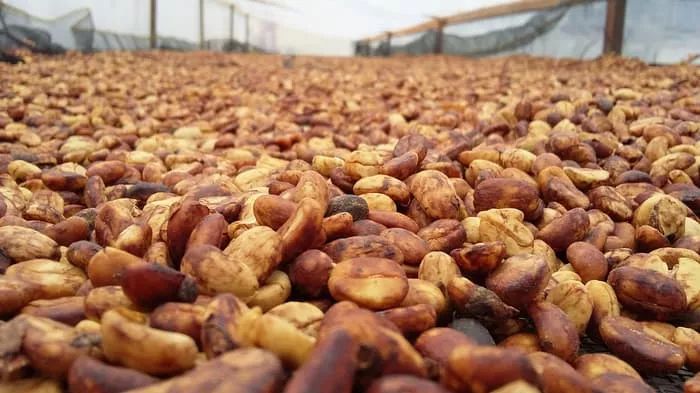 Analysis of the Differences Between Wet-Hulled, Honey, and Natural Processing Methods | A Comprehensive Guide to Coffee Processing Techniques and Flavor Profiles