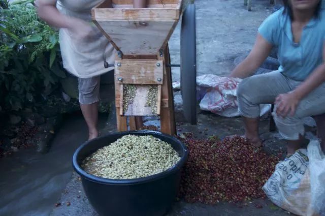 Analysis of the Differences Between Wet-Hulled, Honey, and Natural Processing Methods | A Comprehensive Guide to Coffee Processing Techniques and Flavor Profiles