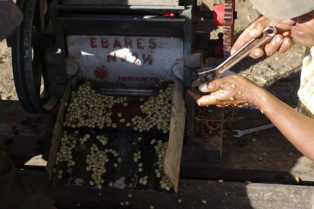 Analysis of the Differences Between Wet-Hulled, Honey, and Natural Processing Methods | A Comprehensive Guide to Coffee Processing Techniques and Flavor Profiles