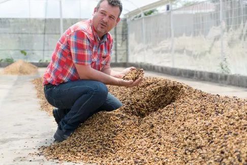 Analysis of the Differences Between Wet-Hulled, Honey, and Natural Processing Methods | A Comprehensive Guide to Coffee Processing Techniques and Flavor Profiles