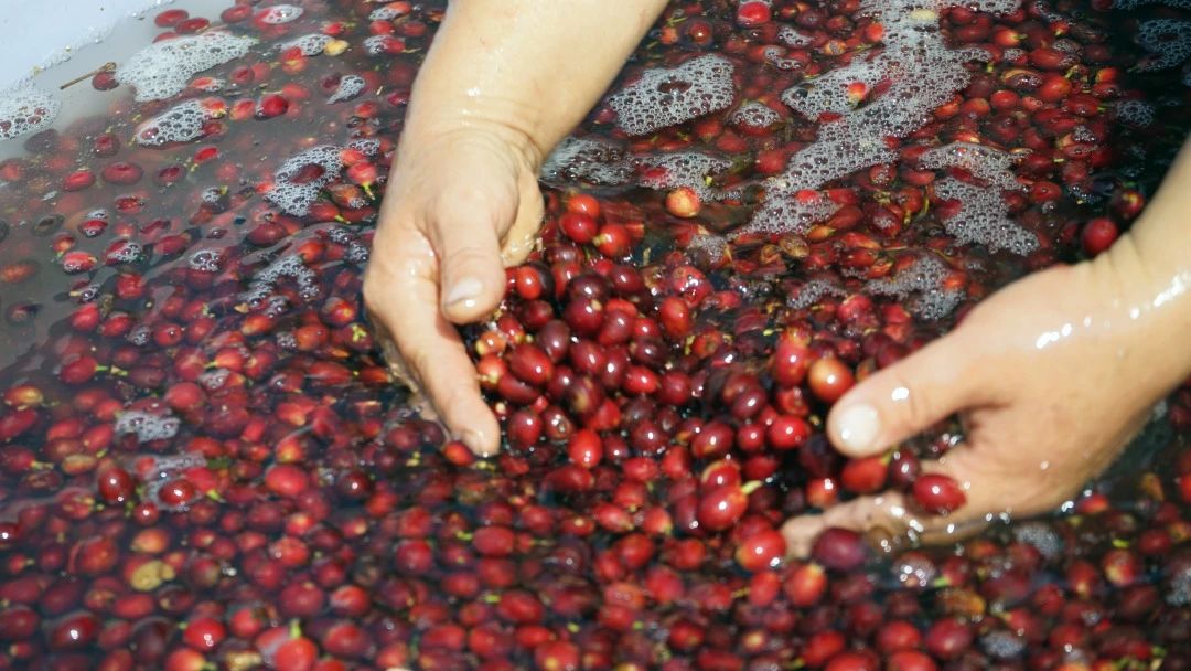 Analysis of the Differences Between Wet-Hulled, Honey, and Natural Processing Methods | A Comprehensive Guide to Coffee Processing Techniques and Flavor Profiles