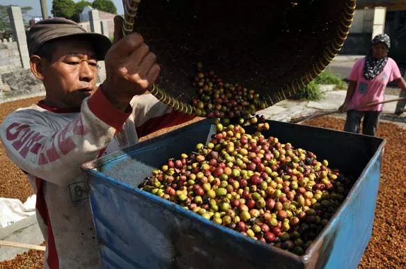 Analysis of the Differences Between Wet-Hulled, Honey, and Natural Processing Methods | A Comprehensive Guide to Coffee Processing Techniques and Flavor Profiles