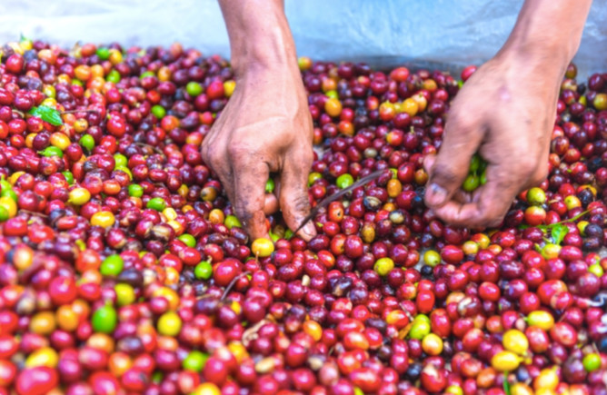 A Complete Guide to Green Coffee Bean Processing | Differences and Flavor Characteristics of Natural, Washed, and Honey Processing Methods