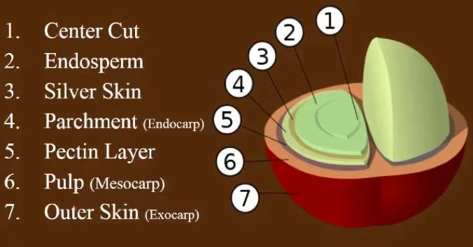 A Complete Guide to Green Coffee Bean Processing | Differences and Flavor Characteristics of Natural, Washed, and Honey Processing Methods