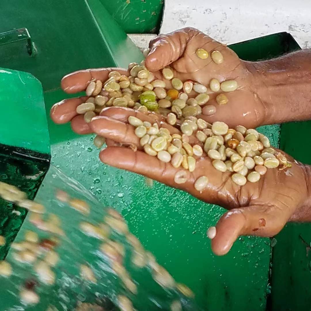 A Complete Guide to Green Coffee Bean Processing | Differences and Flavor Characteristics of Natural, Washed, and Honey Processing Methods