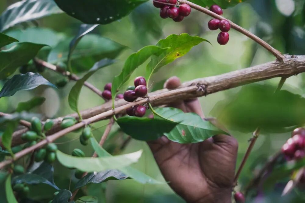 Papua New Guinea Coffee Bean Grading and Flavor Analysis | Beginner's Guide to SIGRI Bird of Paradise Plantation